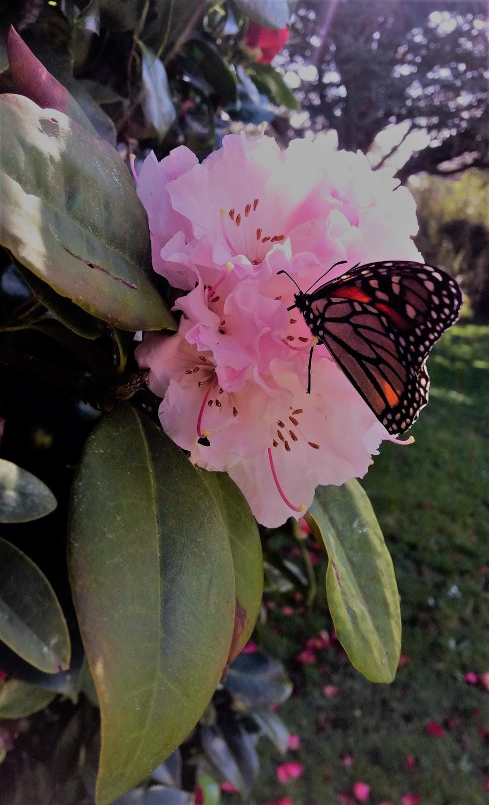 Butterfly on Rhodo