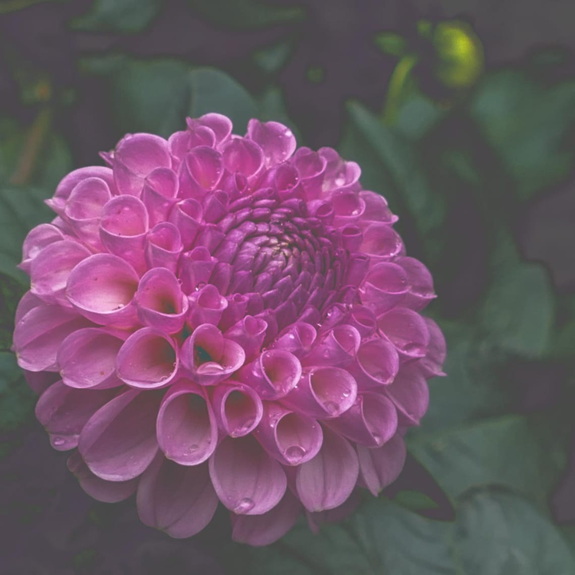 Pink Dahlia