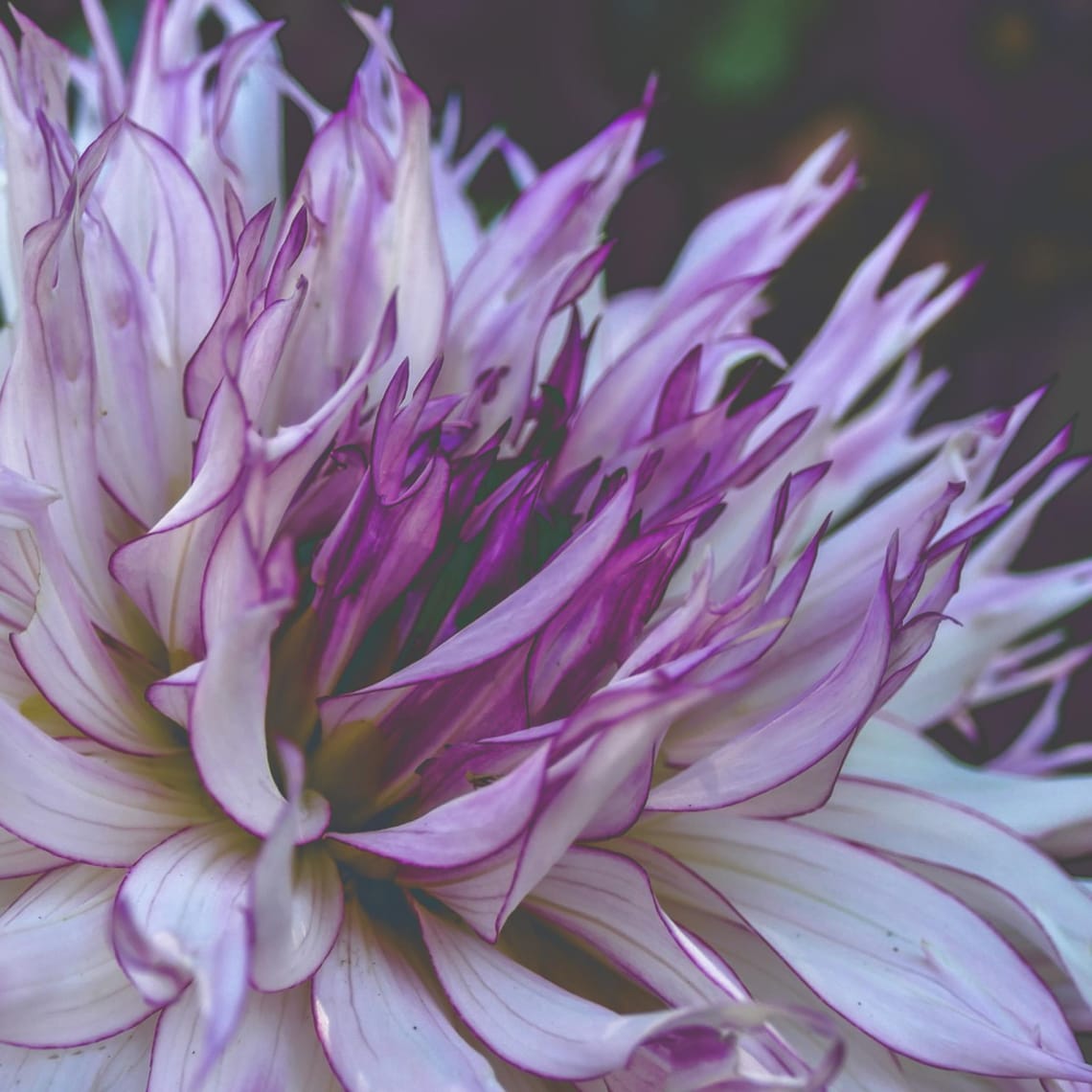 White/mauve dahlia