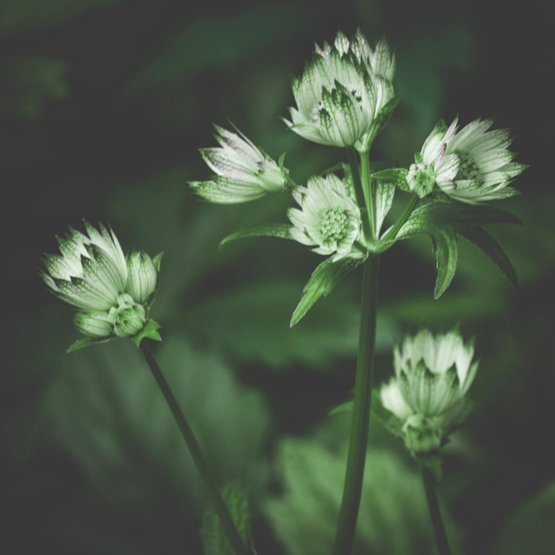 Astrantia