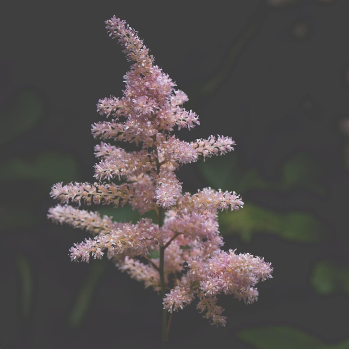 Astilbe