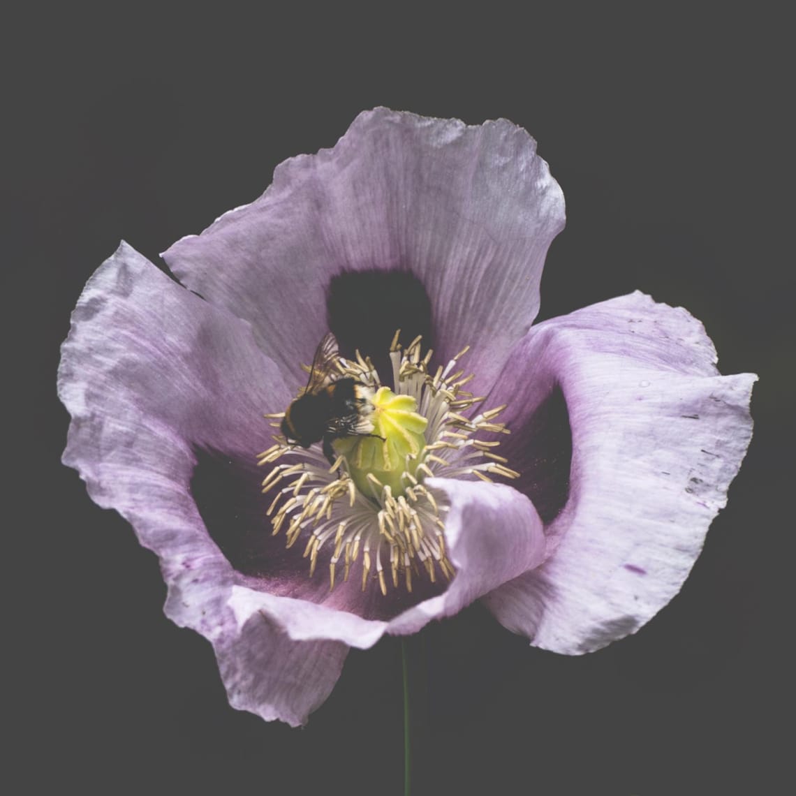 Pale poppy