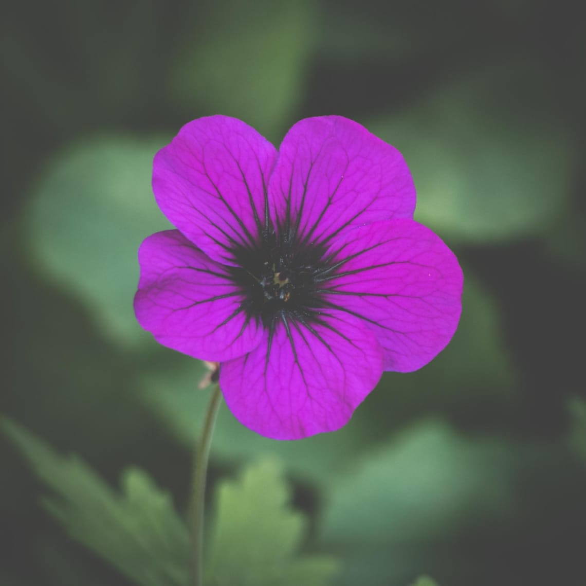 Geranium