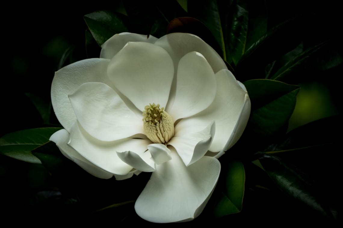 Magnolia grandiflora