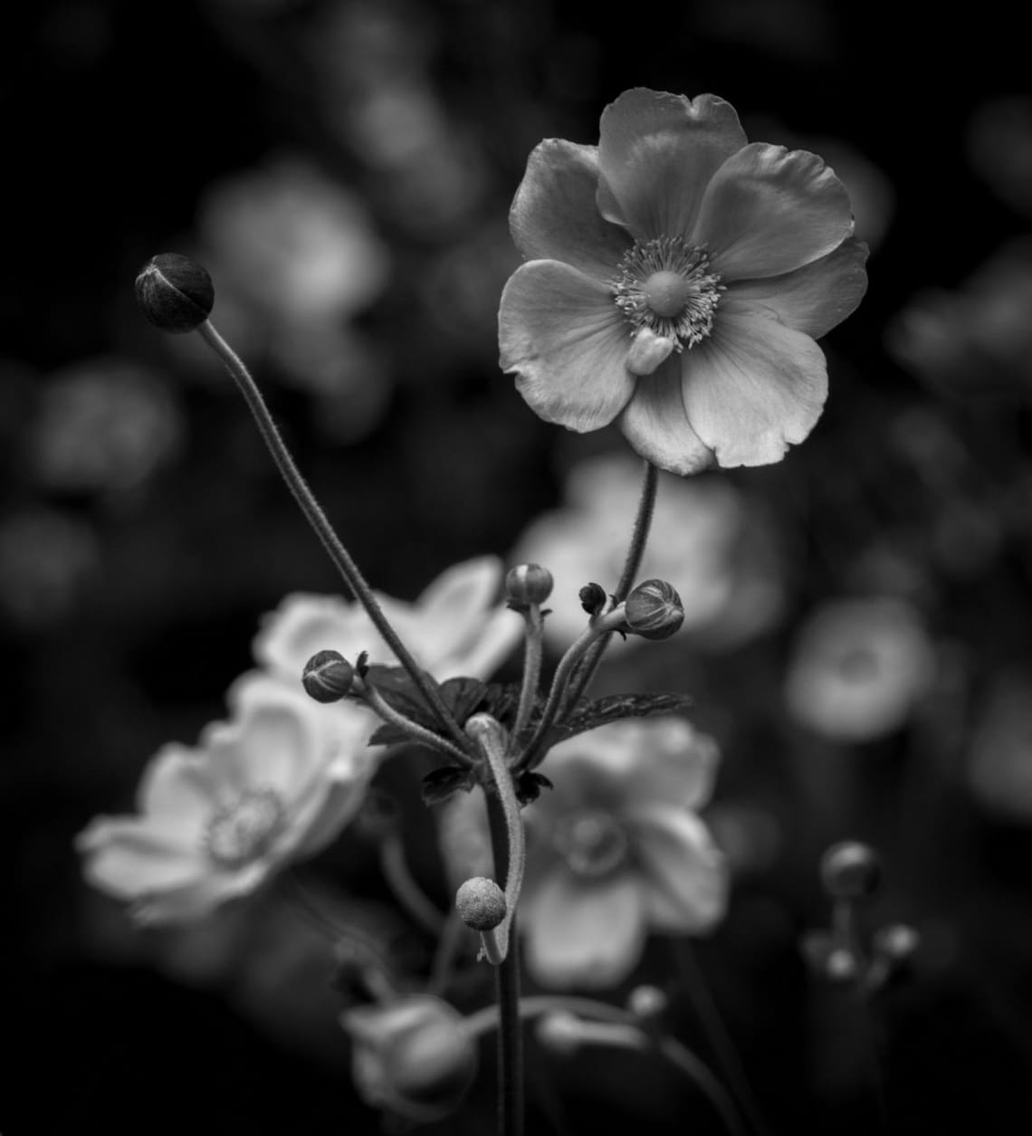 Anemone Hupehensis