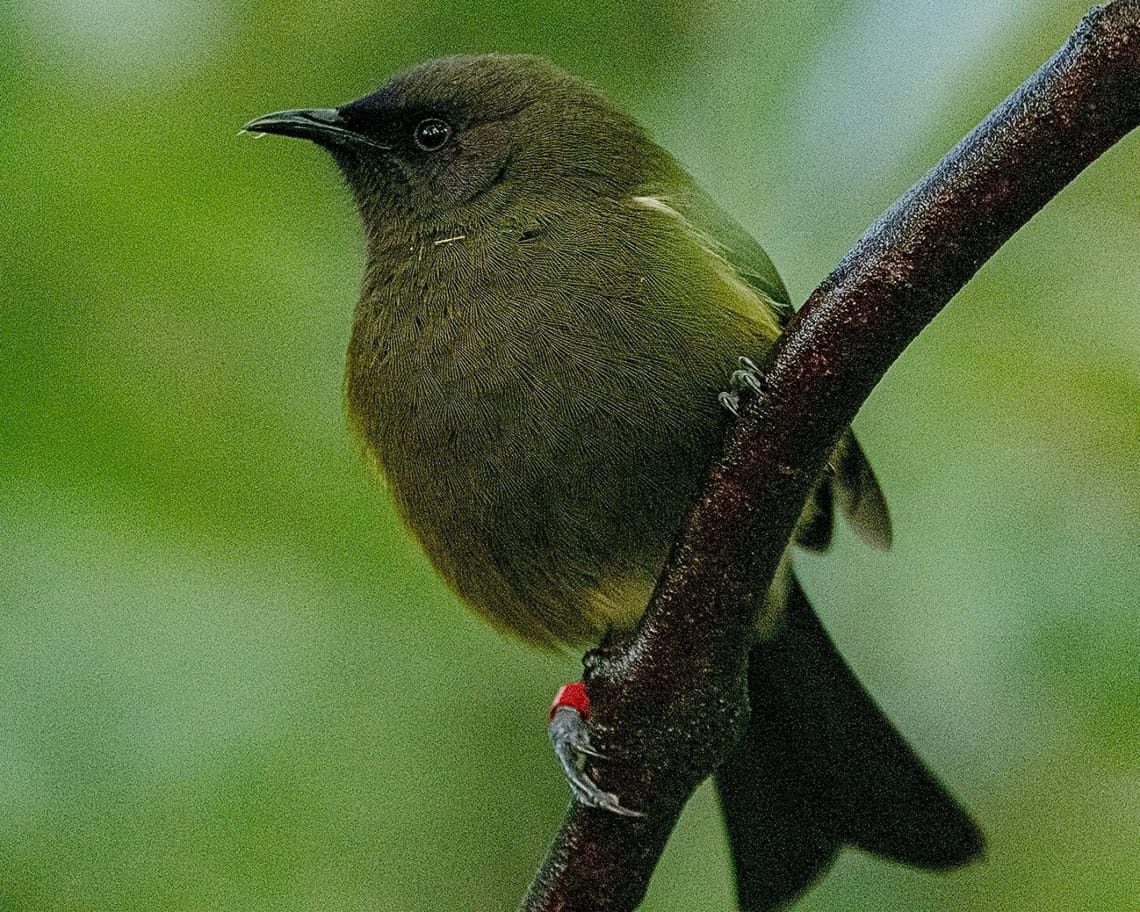 Korimako (Bellbird)