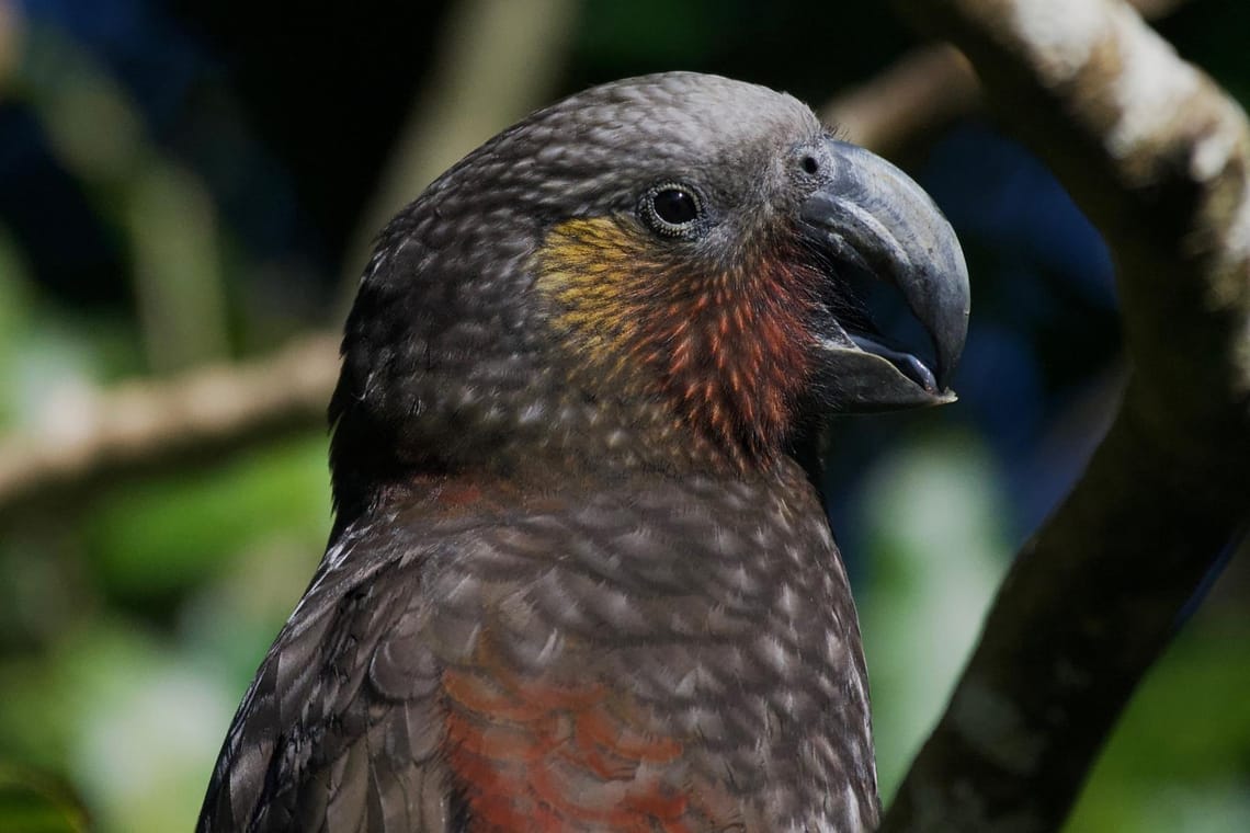 Cheeky Kaka