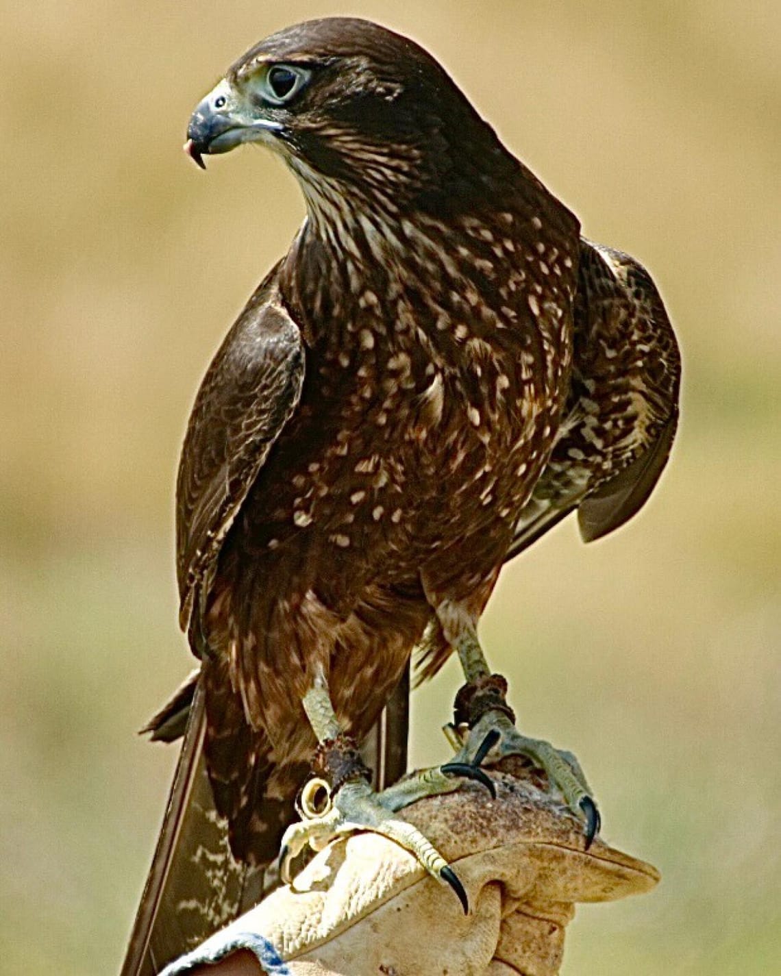 NZ Falcon