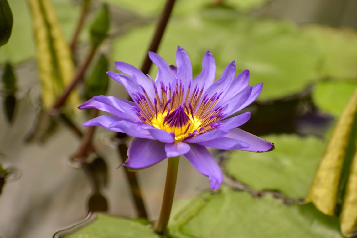 Water lily