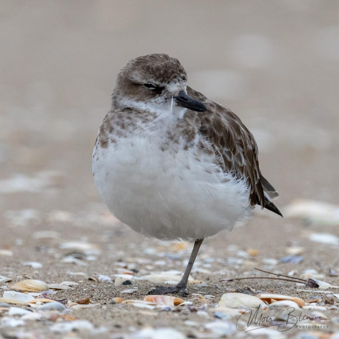 New Zealand Dotterel