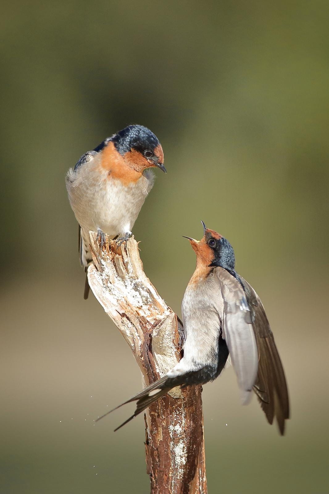 Welcome swallows in disagreement