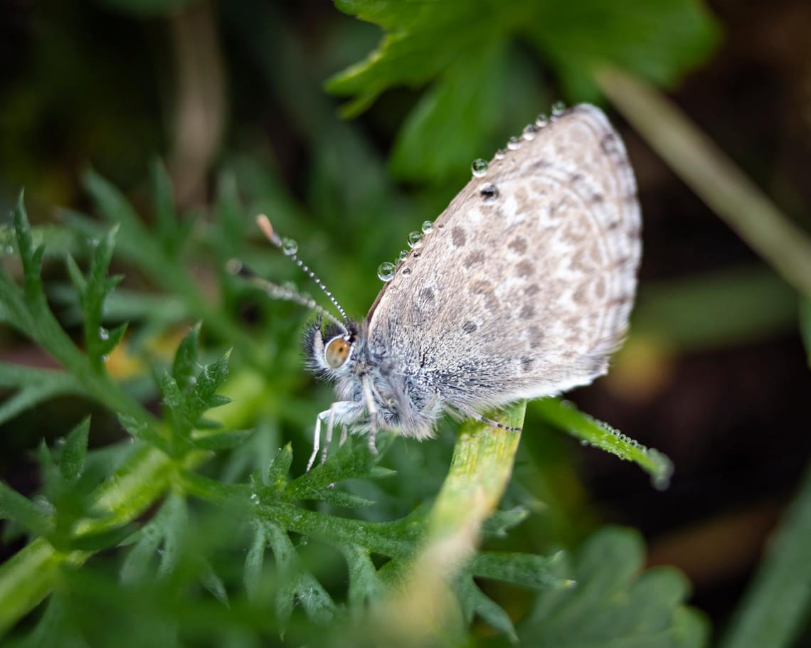 Day Thirty: Southern Blue Butterfly