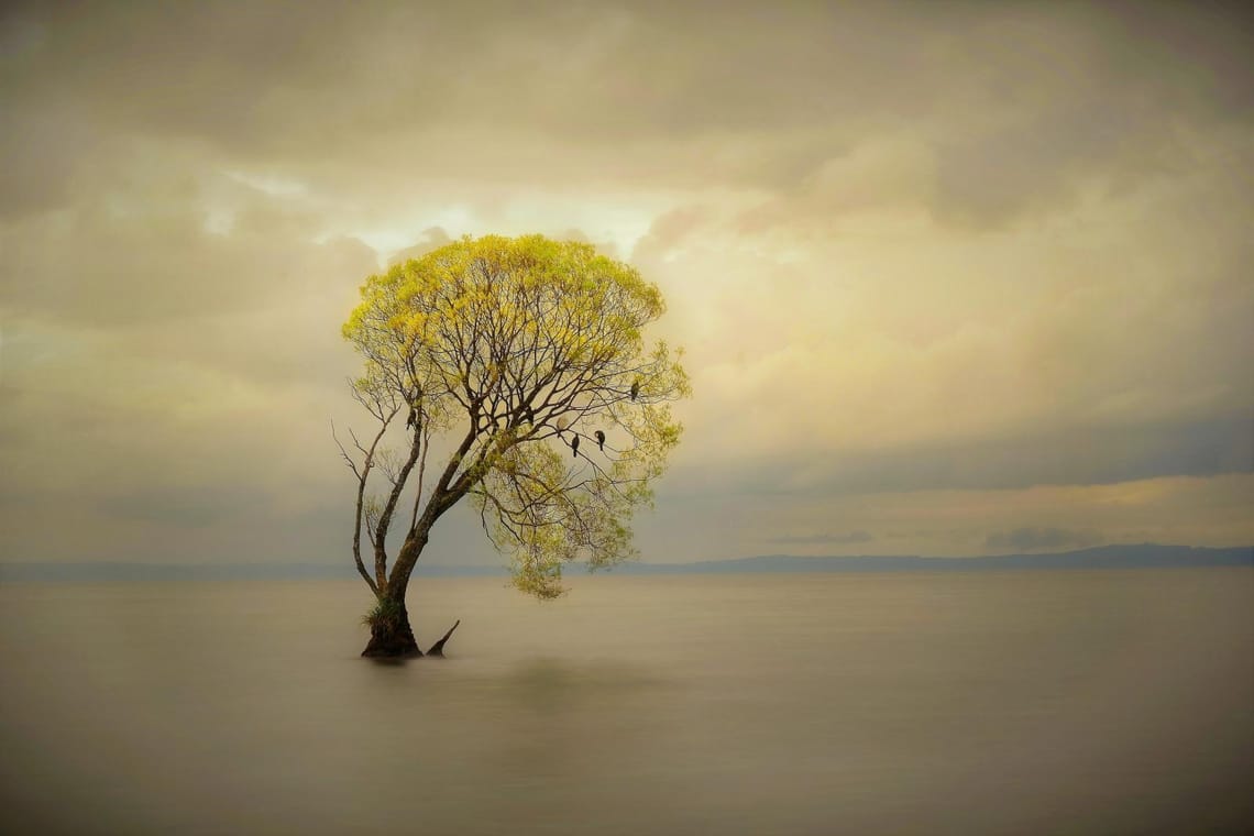 Lone Tree