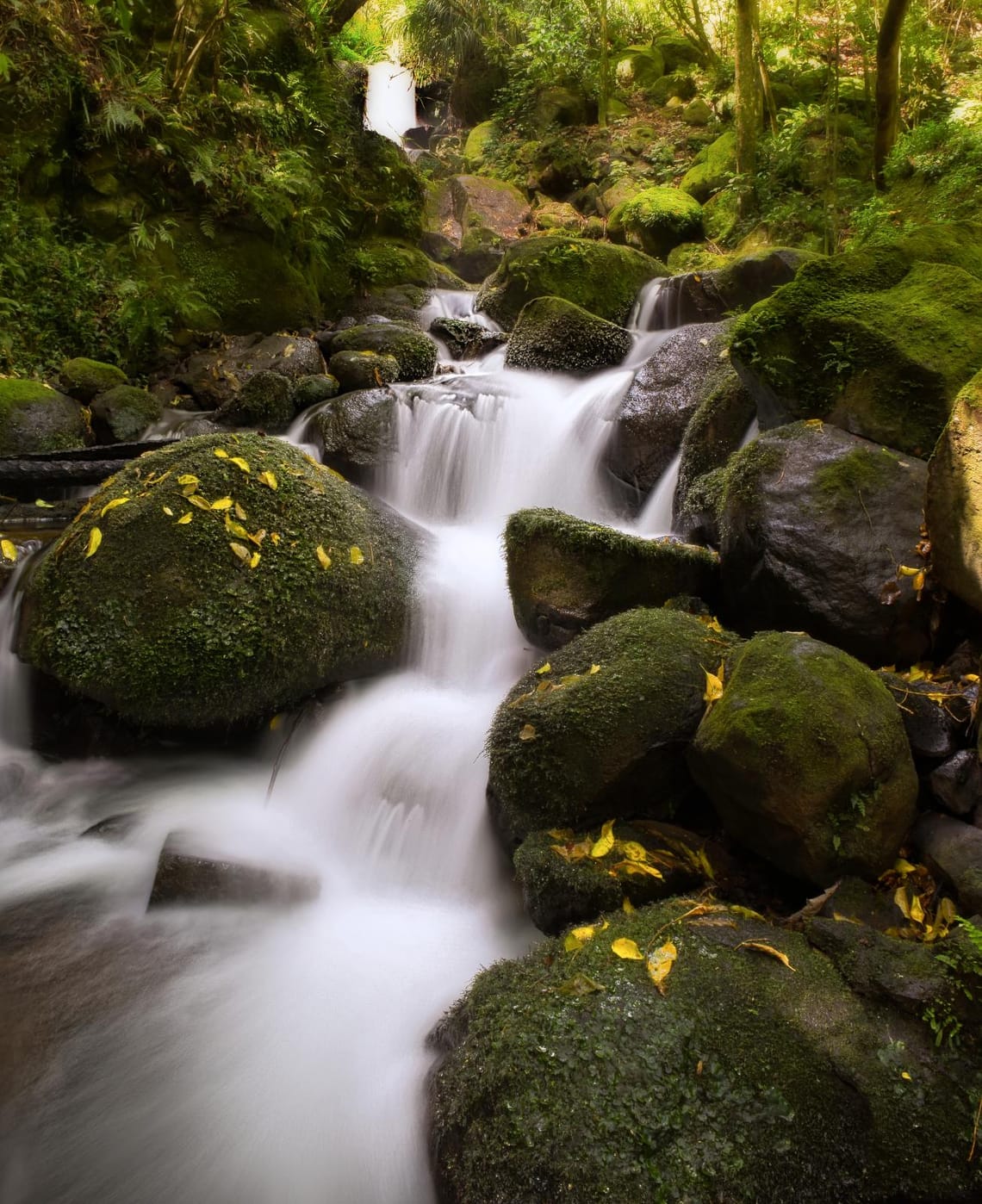 Auckland Waterfalls