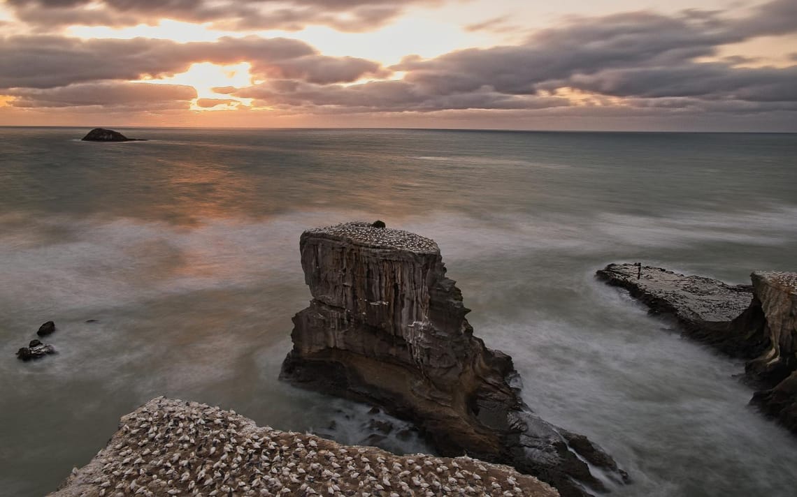 Muriwai Gannet Colony, Auckland, NZ