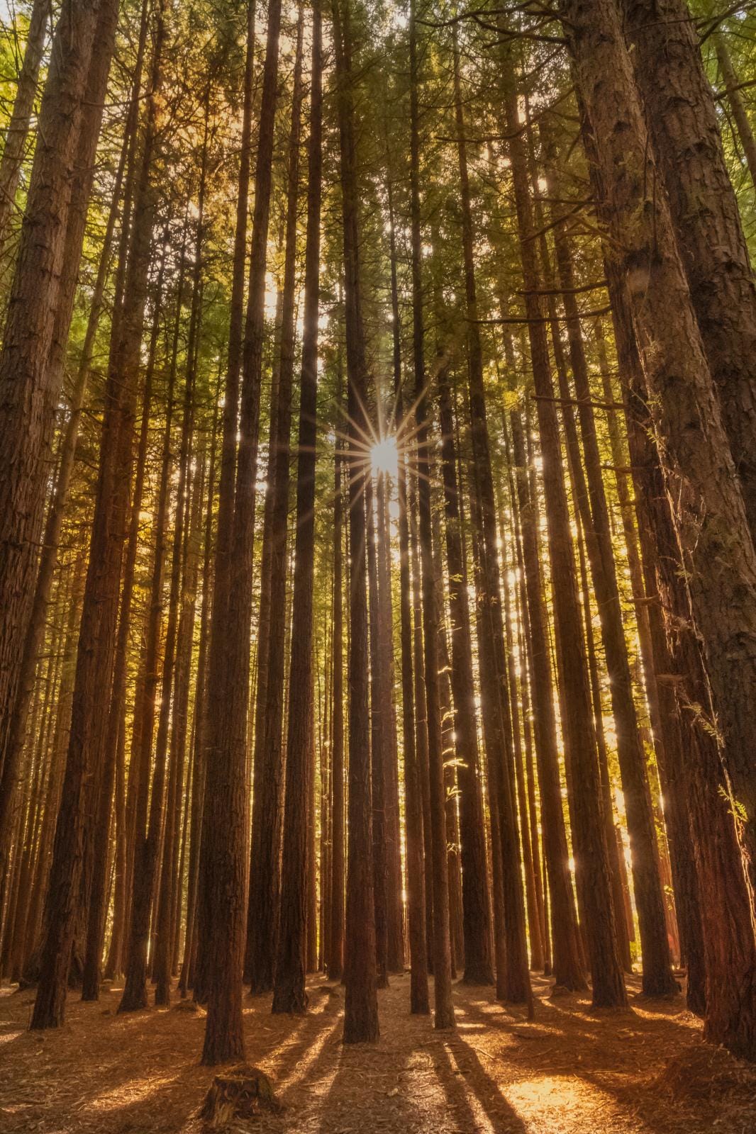 Sunburst Redwood forest