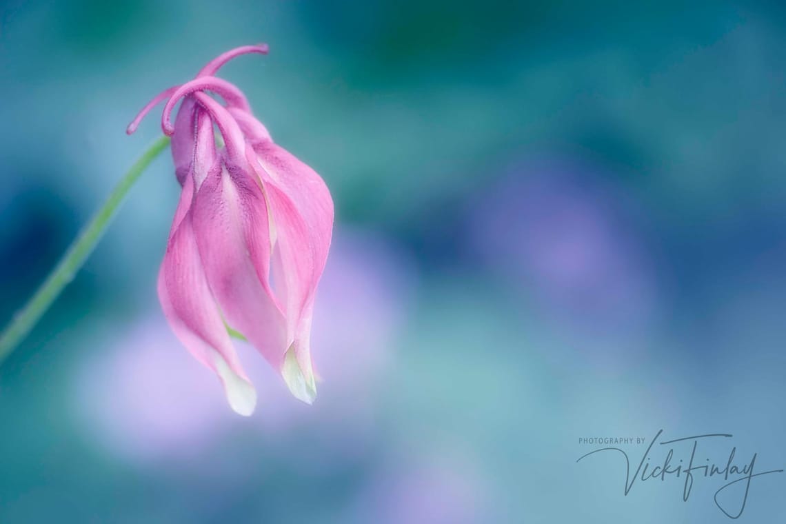 Aquilegia