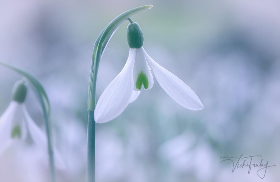 Snowdrop 2