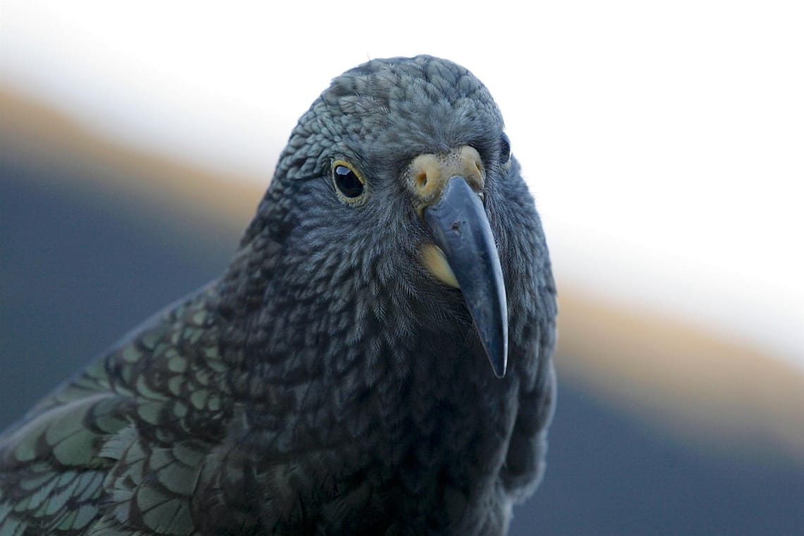 New Zealand Mountain Kea