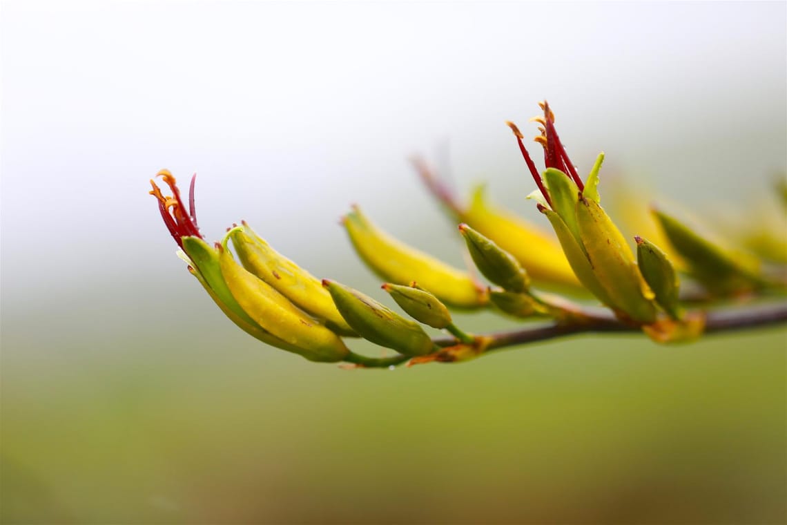 New Zealand Native Flax