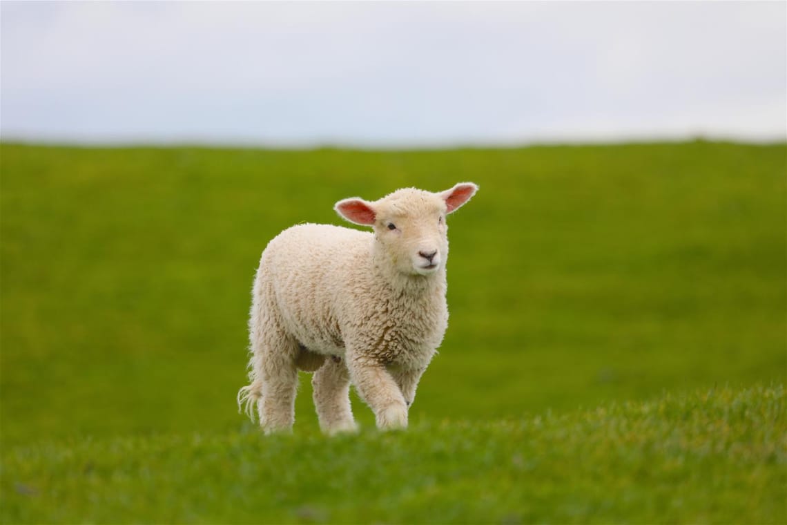 New Zealand Lamb