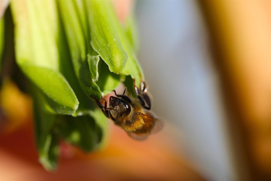 New Zealand Honey Bee