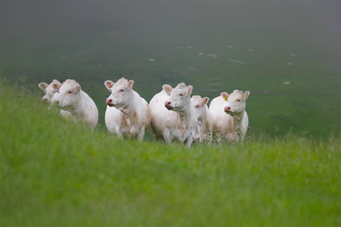 Ladies in waiting