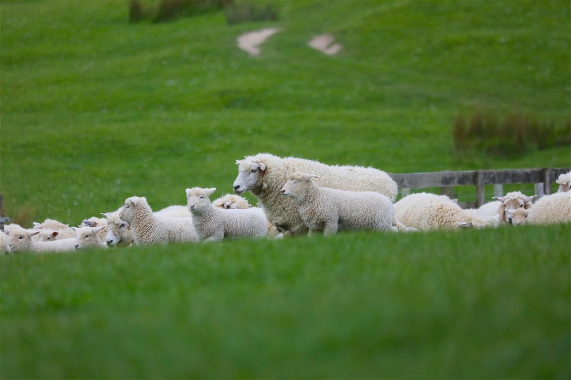 New Zealand Lamb