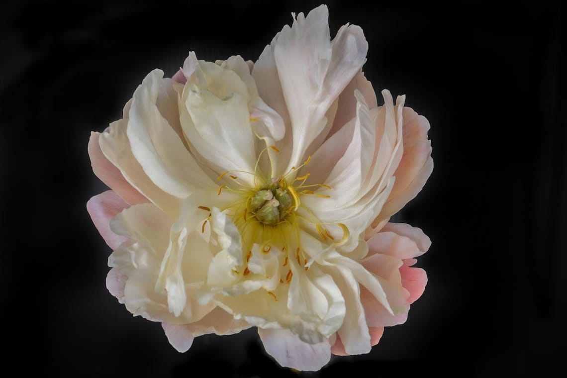 Peony Power