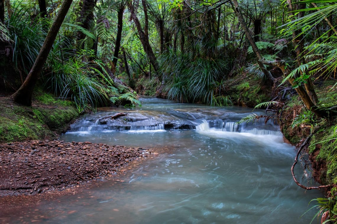 Goldies Bush, Waitakere Ranges