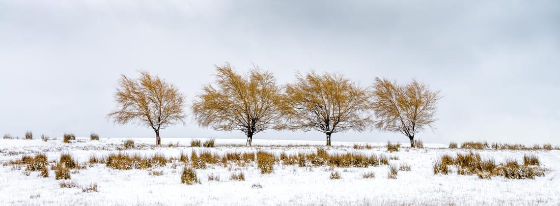 Four trees