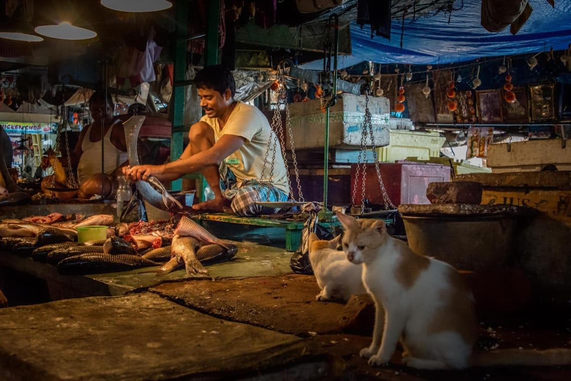 Fish market cats