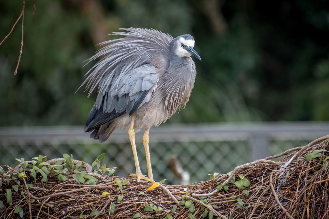 Grey heron