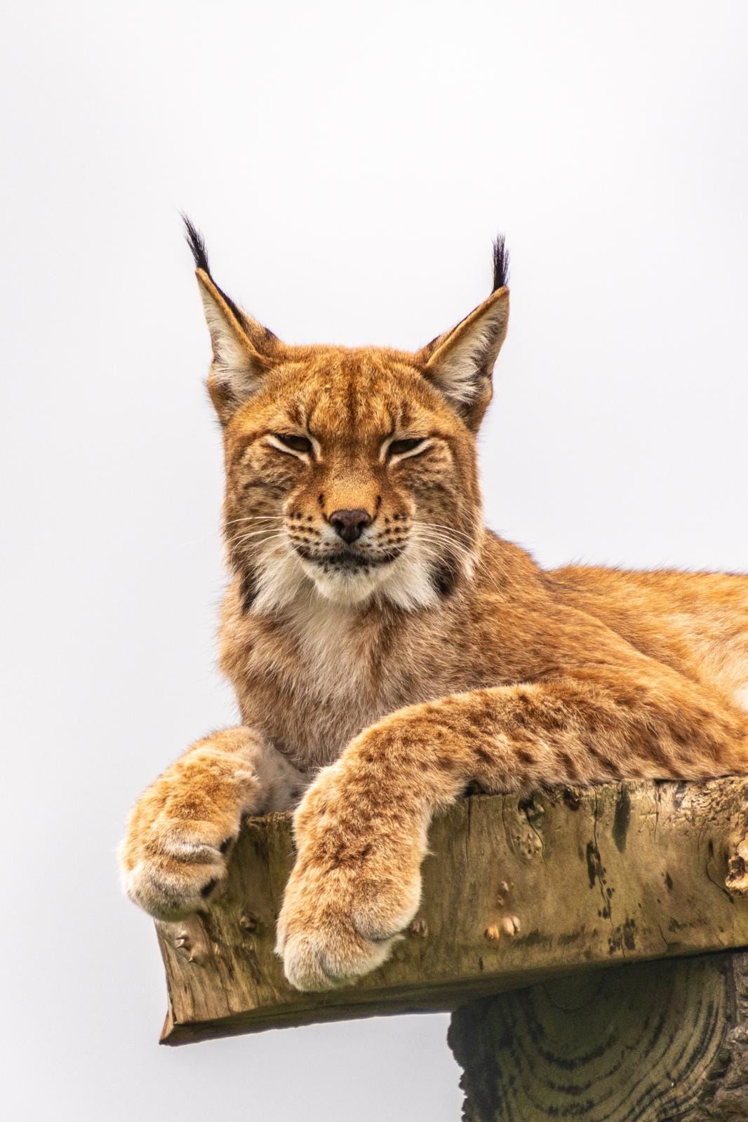 Lynx