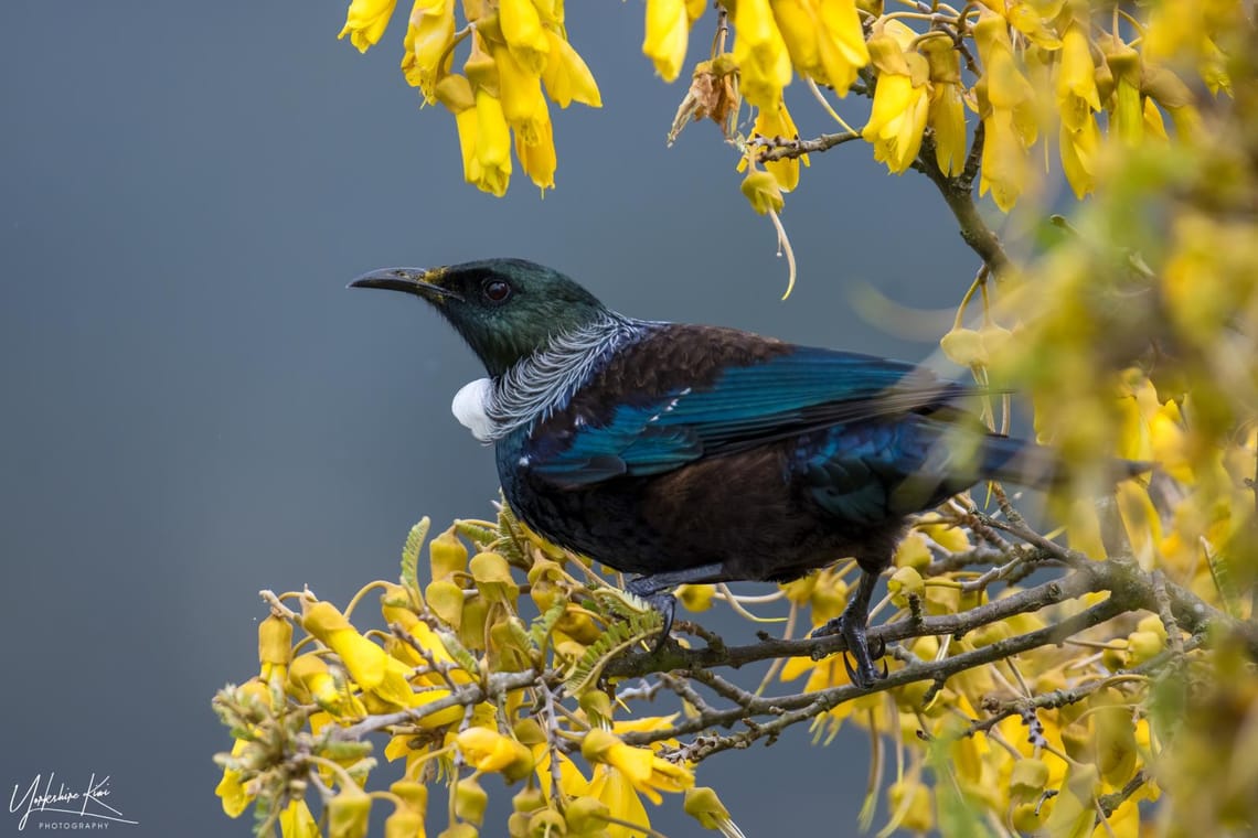 Tui on the kowhai