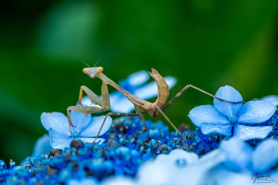 Preying Mantis