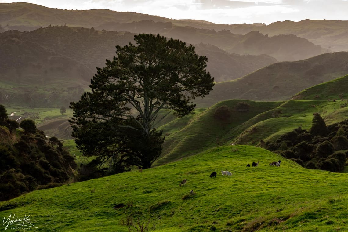 Hills and Wild Goats