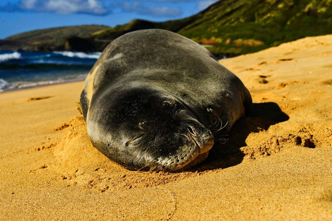 Sleeping on the Sand