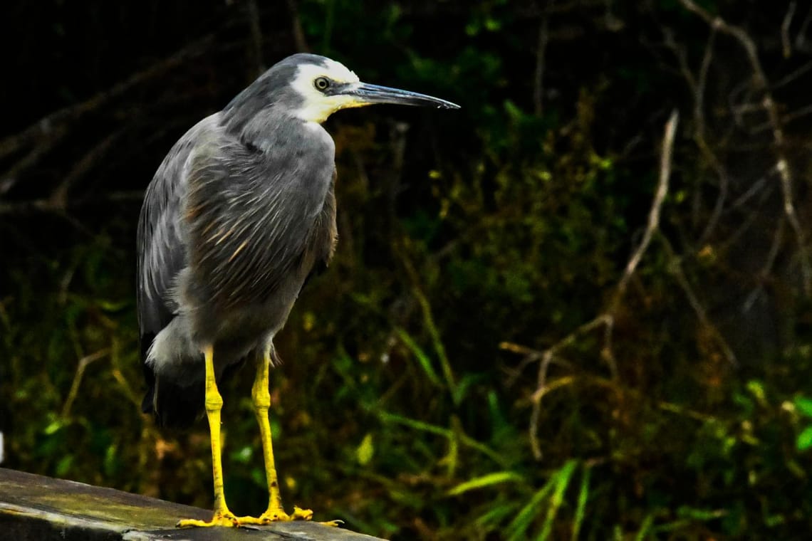 New Zealand White-Faced Heron