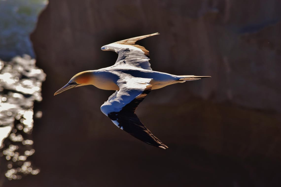 Muriwai Glider