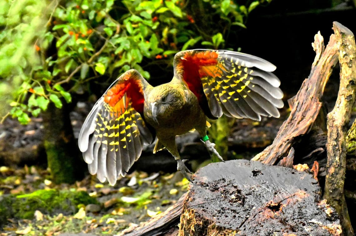 Kea Takes Flight