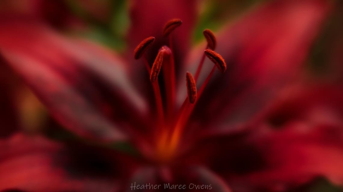 Lily in deep red