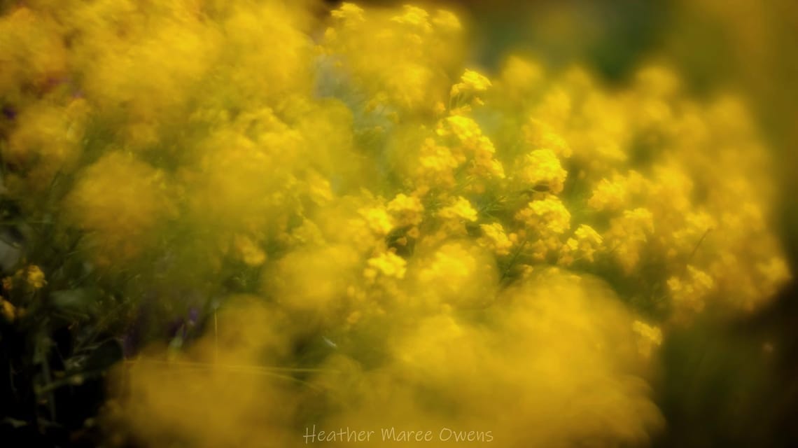 Yellow clouds