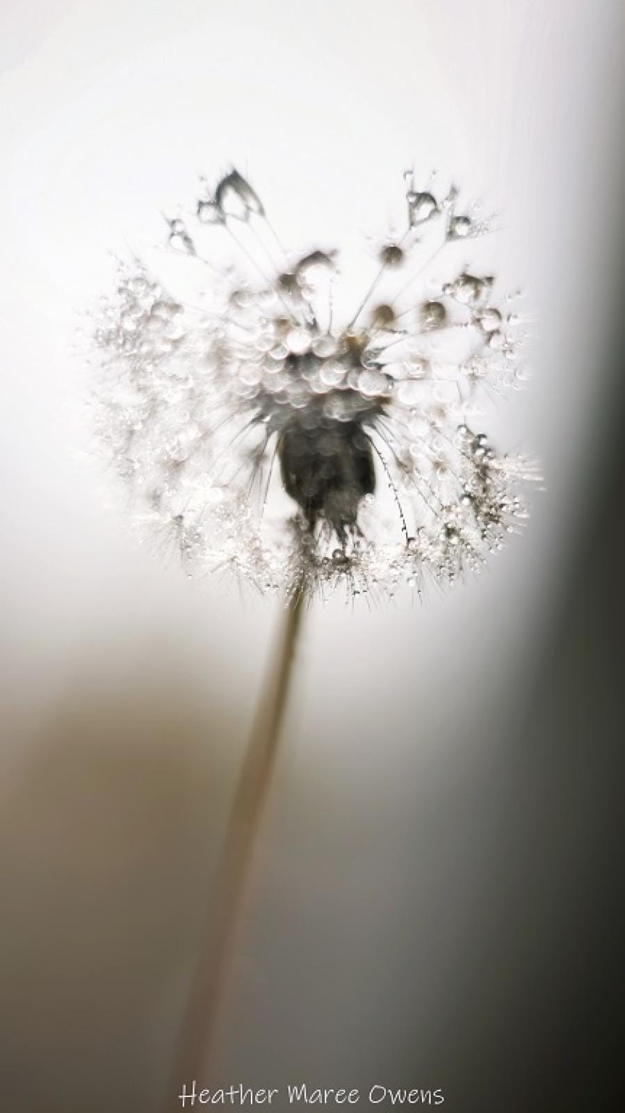 Dandelion magick