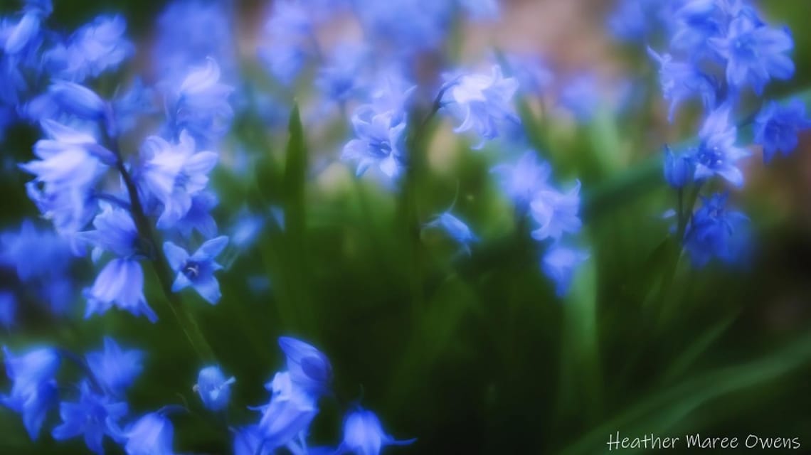 Blue bells