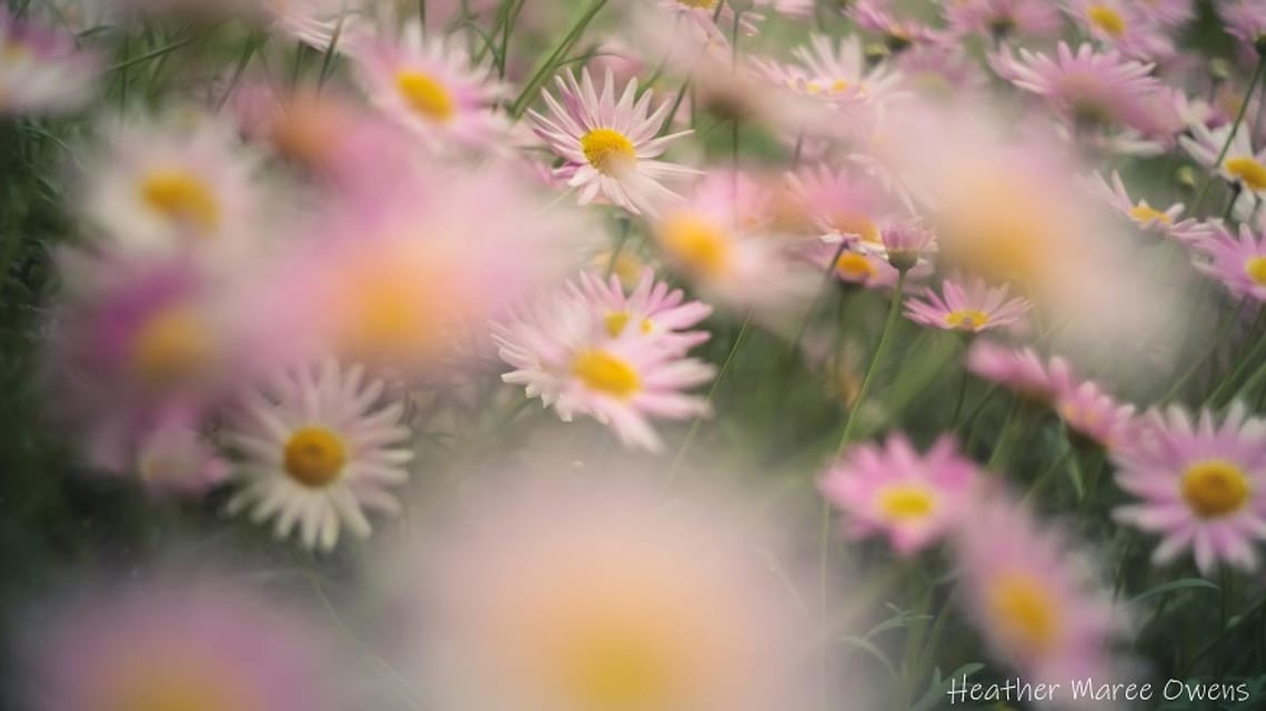 A sea of daisies