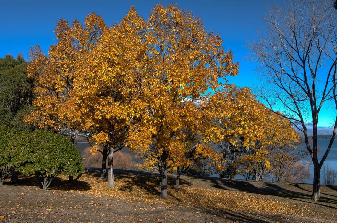 Poplars Frankton