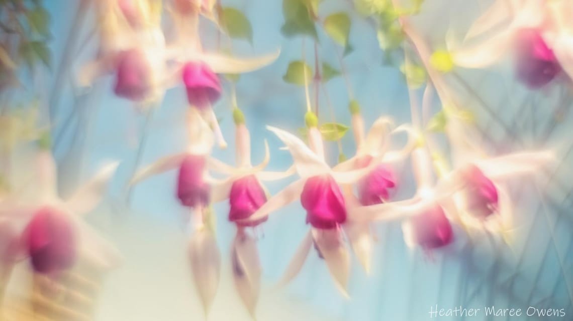 Hanging basket of fuchsia