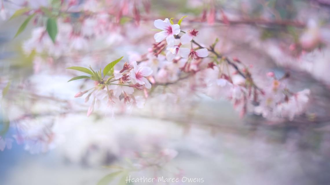 Dreamy blossom