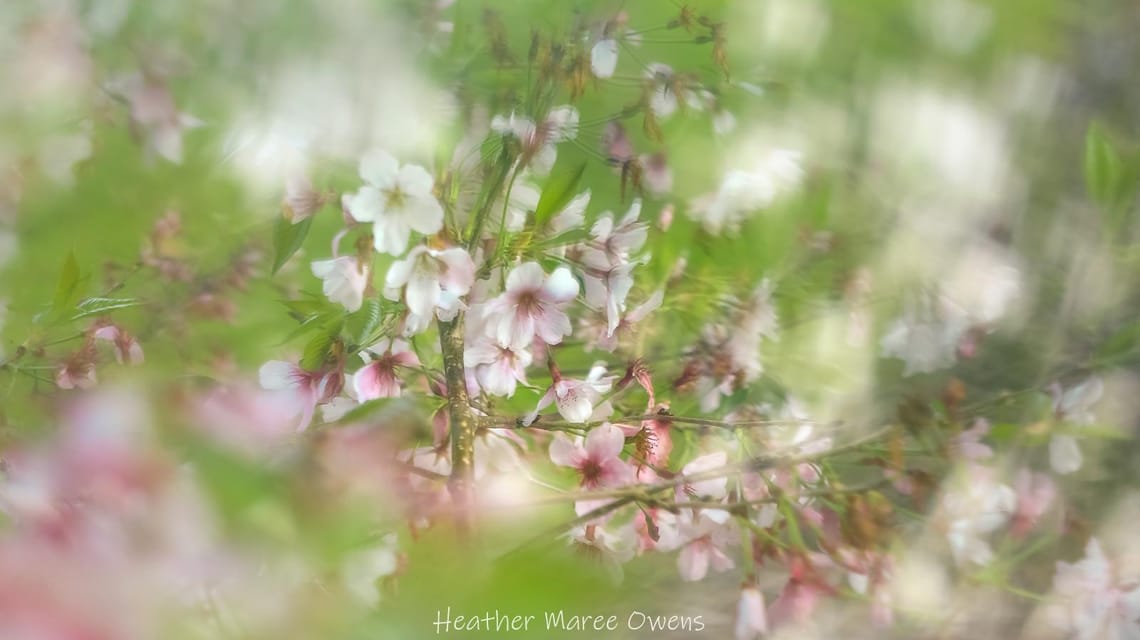 Spring in pink and green